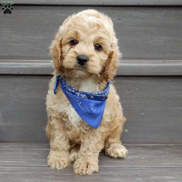 Tux, Cockapoo Puppy